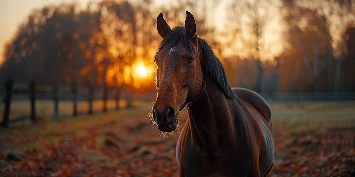 Krematorium dla zwierząt - godne pożegnanie czworonożnego przyjaciela
